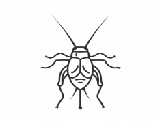 Bush Crickets, Insects, Nature, Behavior, Sounds PNG