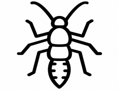 Bush Crickets, Insects, Nature, Entomology, Chirping PNG