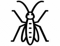 Bush Crickets, Nature Creatures, Night Chirpers, Crickets Behavior, Ecosystem Balance PNG