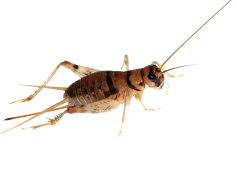 Bush Crickets, Species, Ecology, Insects, Diversity PNG