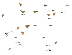 Butterflies Swarm PNG Image