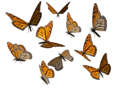 Butterflies Swarm Transparent Background