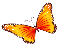 Butterfly Clipart PNG