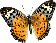 Butterfly PNG
