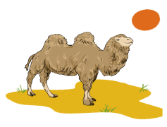 Camels, Adaptation, Dromedary, Nomadic, Hump PNG