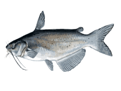 Catfish, Aquatic, Habitat, Ecosystem, Fishing PNG