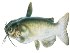 Catfish, Ecosystem, Angling, Freshwater, Fish PNG