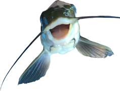 Catfish, Freshwater, Habitat, Fins, Scales PNG