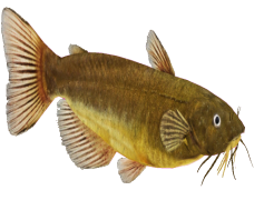Catfish, Scales, Species, Aquatic, Predatory PNG