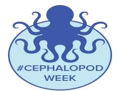 Cephalopod, Mollusk, Habitat, Invertebrate, Marine PNG