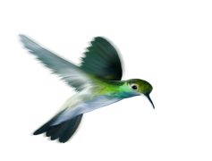 Colorful Flying Hummingbird, Nature, Wildlife, Tropical, Bird PNG