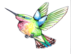 Colorful Flying Hummingbird, Wings, Nectar, Vibrant, Nature PNG