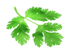 Coriander, Culinary, Garnish, Spice, Flavor PNG