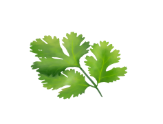 Coriander, Herb, Culinary, Spice, Cilantro PNG