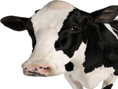 Cow Head, Livestock Symbol, Horned Creature, Western Aesthetic, Rustic Decor PNG