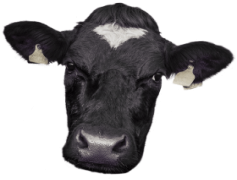 Cow Head, Vintage Charm, Wildlife Art, Country Style, Farm Theme PNG