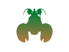 Crab Spiders, Entomology, Insects, Camouflage, Nature PNG