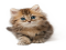 Cute Cat, Charming Pet, Playful Kitten, Fluffy Companion, Purring Pal PNG