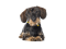 Dachshund, Companion, Loyal, Canine, Breed PNG