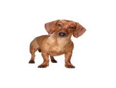 Dachshund, Sausage, Breed, Wiener, Companion PNG