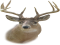 Deer Head, Forest, Taxidermy, Animal, Antlers PNG