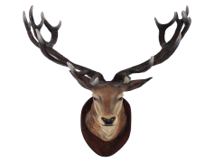 Deer Head, Nature, Hunting, Rustic, Taxidermy PNG Free Background
