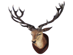 Deer Head PNG Transparent Image