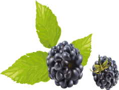 Dewberry, Plant, Harvest, Berry, Nature PNG