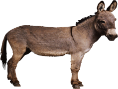 Donkey, Burden, Animal, Mammal, Ears PNG