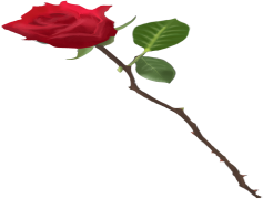 Drawing Of Roses, Creative Drawing, Nature Illustration, Artistic Floral, Botanical Artwork PNG