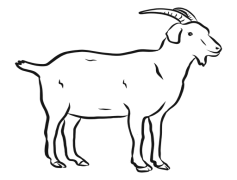 Drawing Vector Goat, Animal, Illustration, Vector, Farm PNG
