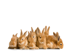 Easter Rabbit PNG File