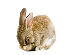 Easter Rabbit PNG Pic