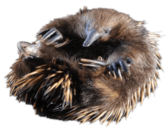 Echidna, Egg-Laying, Unique, Ant-Eater, Spiny PNG