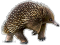 Echidna, Mammal, Species, Unique, Spiny PNG