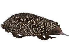 Echidna, Unique, Australia, Egg-Laying, Adaptation PNG