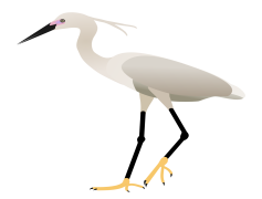Egret Bird, Birdwatching, Elegance, Wildlife, Habitat PNG