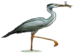 Egret Bird, Elegant, Waterfowl, Nature, Habitat PNG