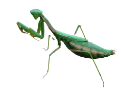 European Mantis, Camouflage, Insect, Green, Predator PNG