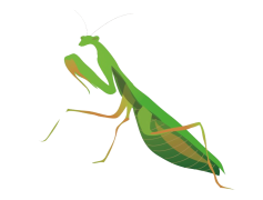European Mantis Insect, Green Mantis, Insect Identification, Predatory Bug, Praying Mantis PNG