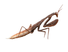 European Mantis, Insect, Nature, Green, Habitat PNG