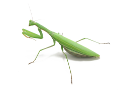 European Mantis, Omnivore, Camouflage, Habitat, Insect PNG