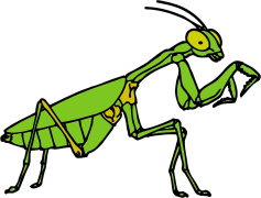 European Mantis, Predator, Habitat, Camouflage, Green PNG