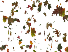 Falling Leaf, Autumn, Ground, Nature, Tree PNG