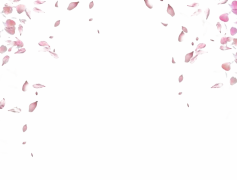 Falling Rose Petals, Beauty, Floral, Romance, Aesthetic PNG