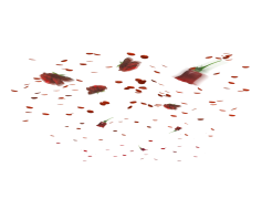 Falling Rose Petals, Beauty, Serenity, Romance, Softness PNG