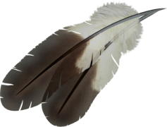 Feather, Texture, Flight, Bird, Graceful PNG