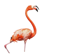 Flamingo Bird Vector Tropical, Exotic Wildlife, Tropical Paradise, Coastal Theme, Nature Art PNG