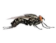 Flies PNG File