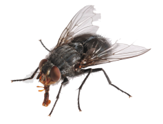Flies PNG HD